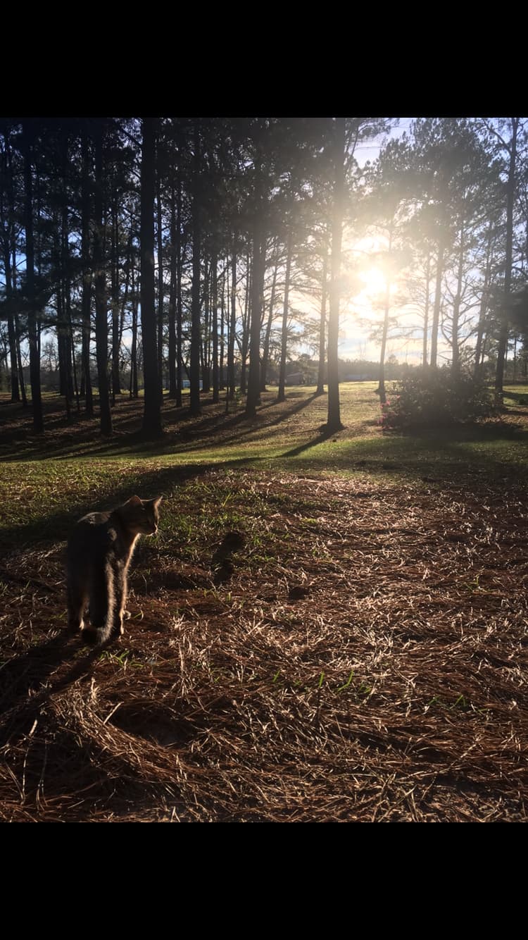 Camping on the Land