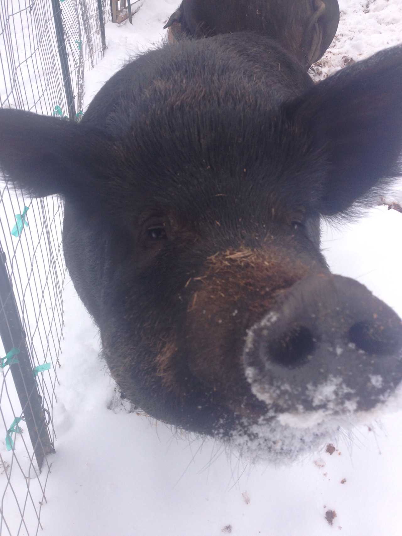 We have Guinea Hogs on the farm.