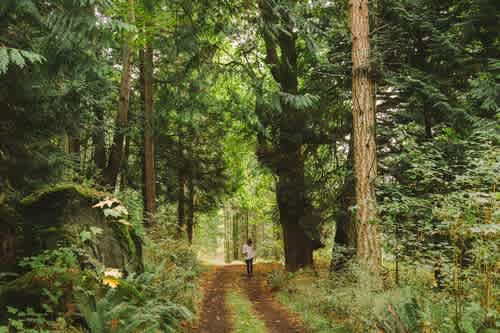 Explore our trails and old growth maples.