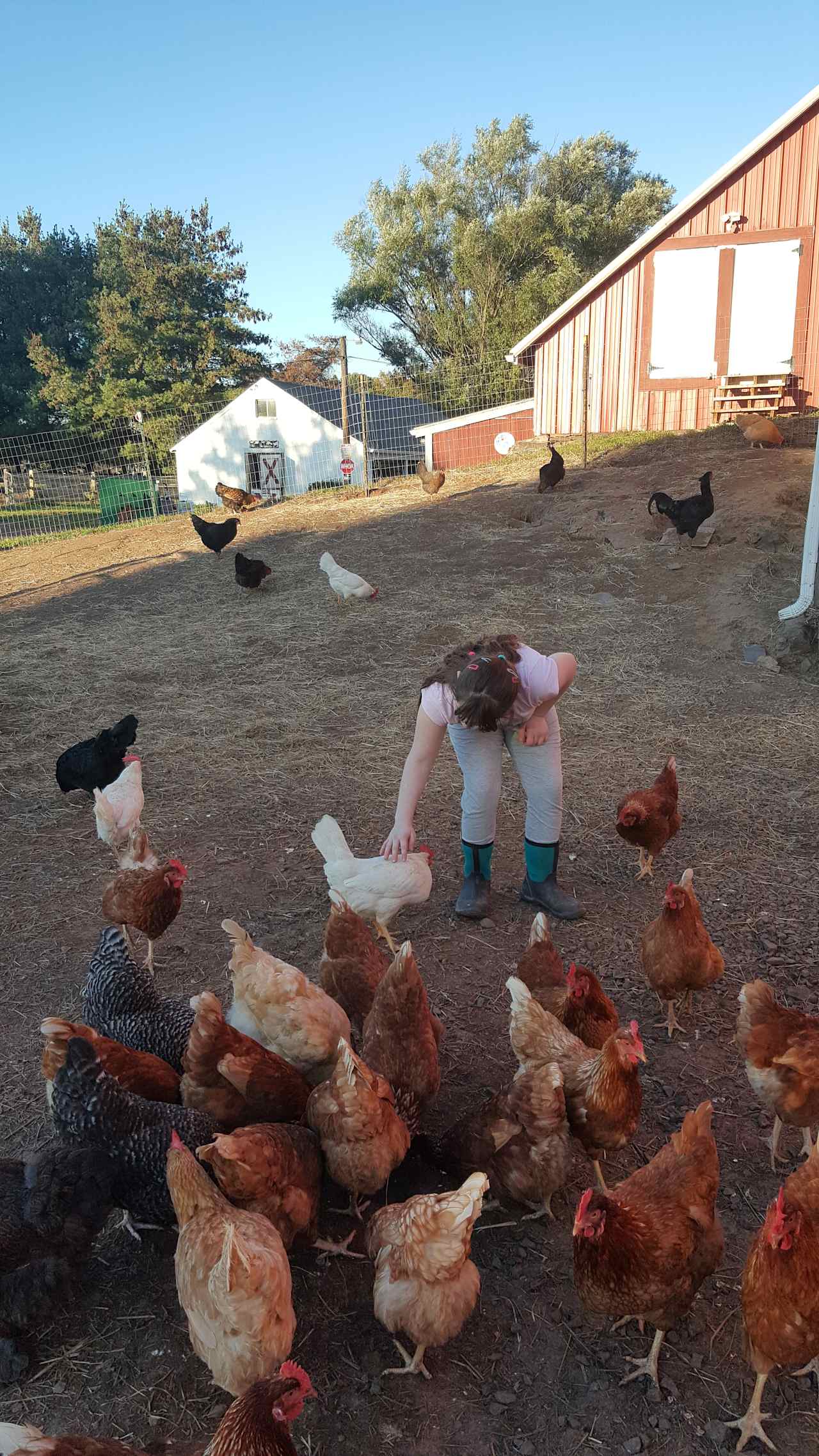 Friendly Chickens