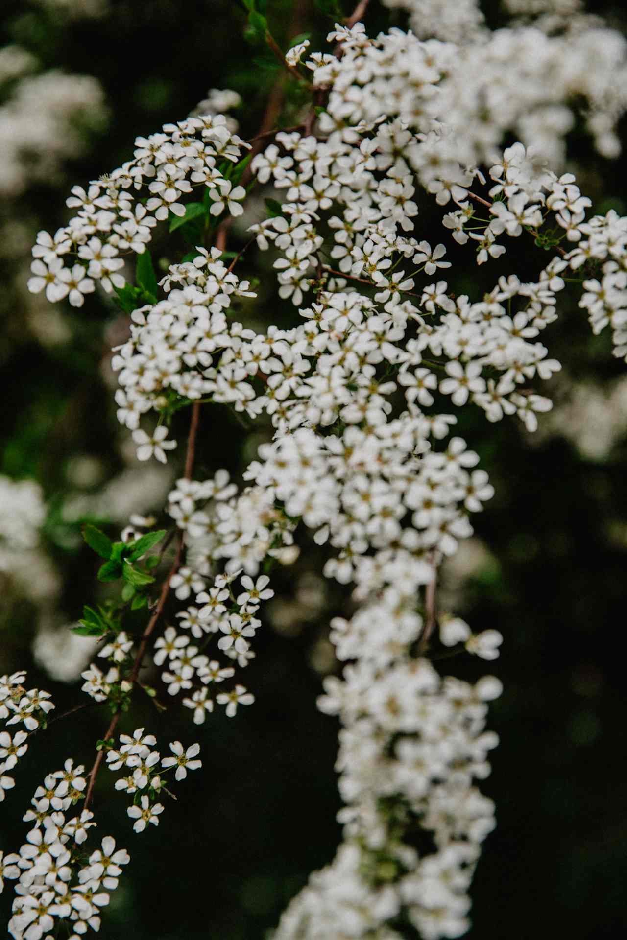 Blooming trees.