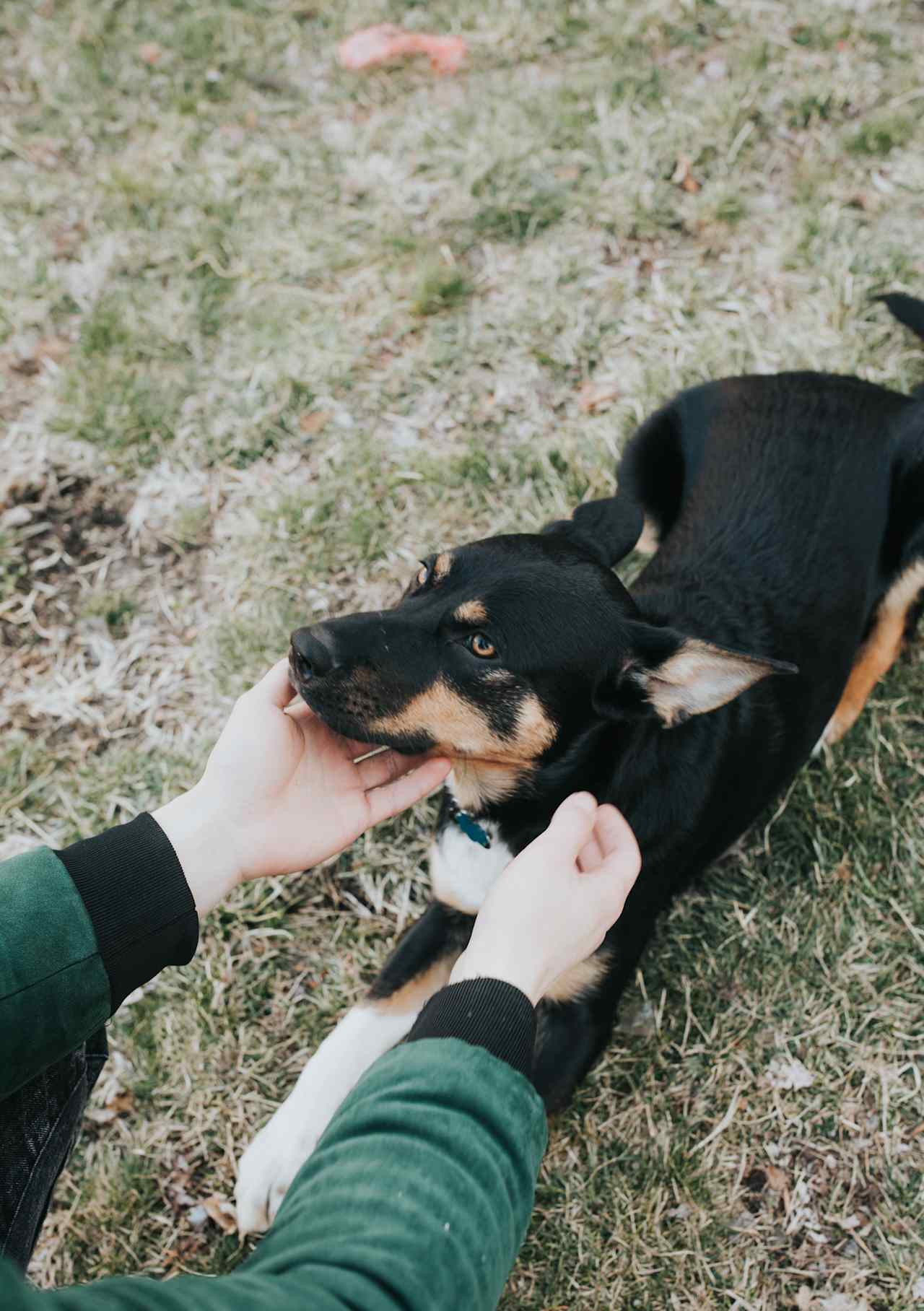 Bring your pups so they can run around!