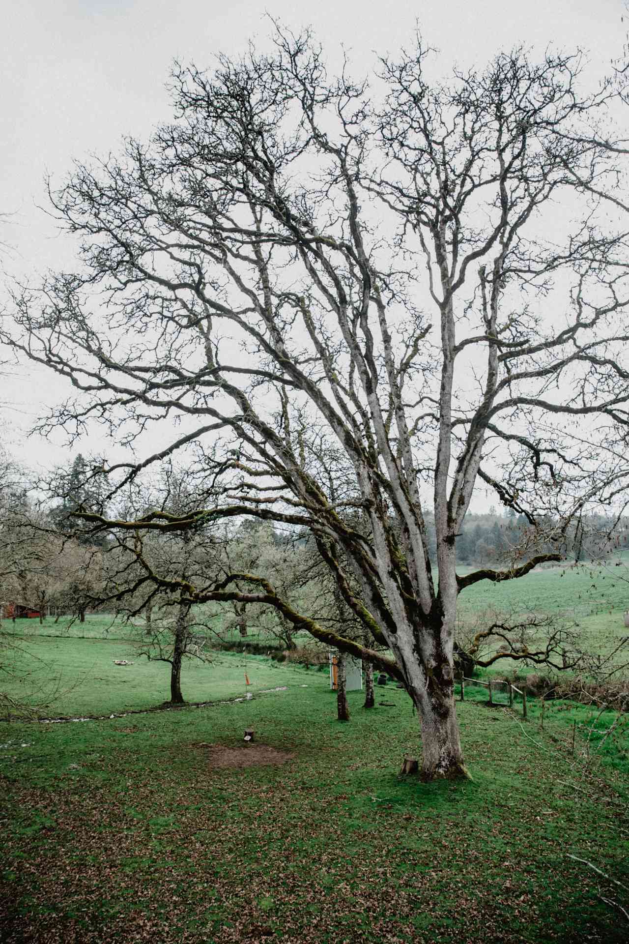 the pasture below.