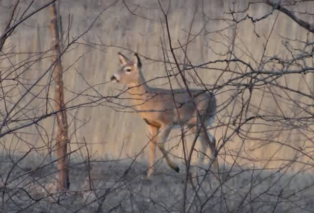 Deer, turkeys, pheasants, owls, hawks, bald eagles are all regulars!