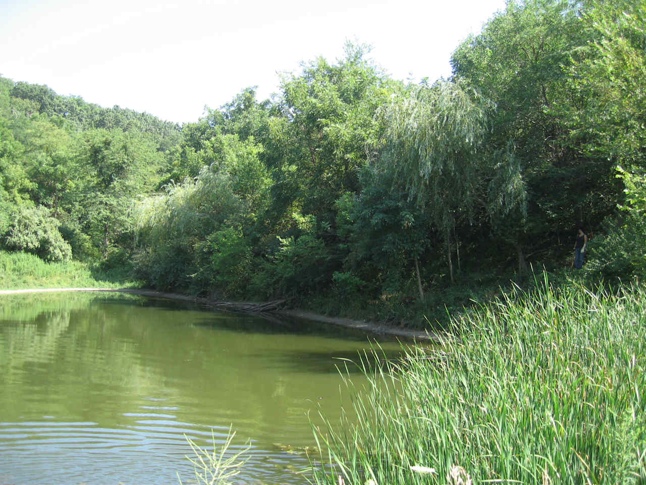 Visit the upland pond for a cool dunk on a hot day. Treat yourself to cattails if you know what to do with them!