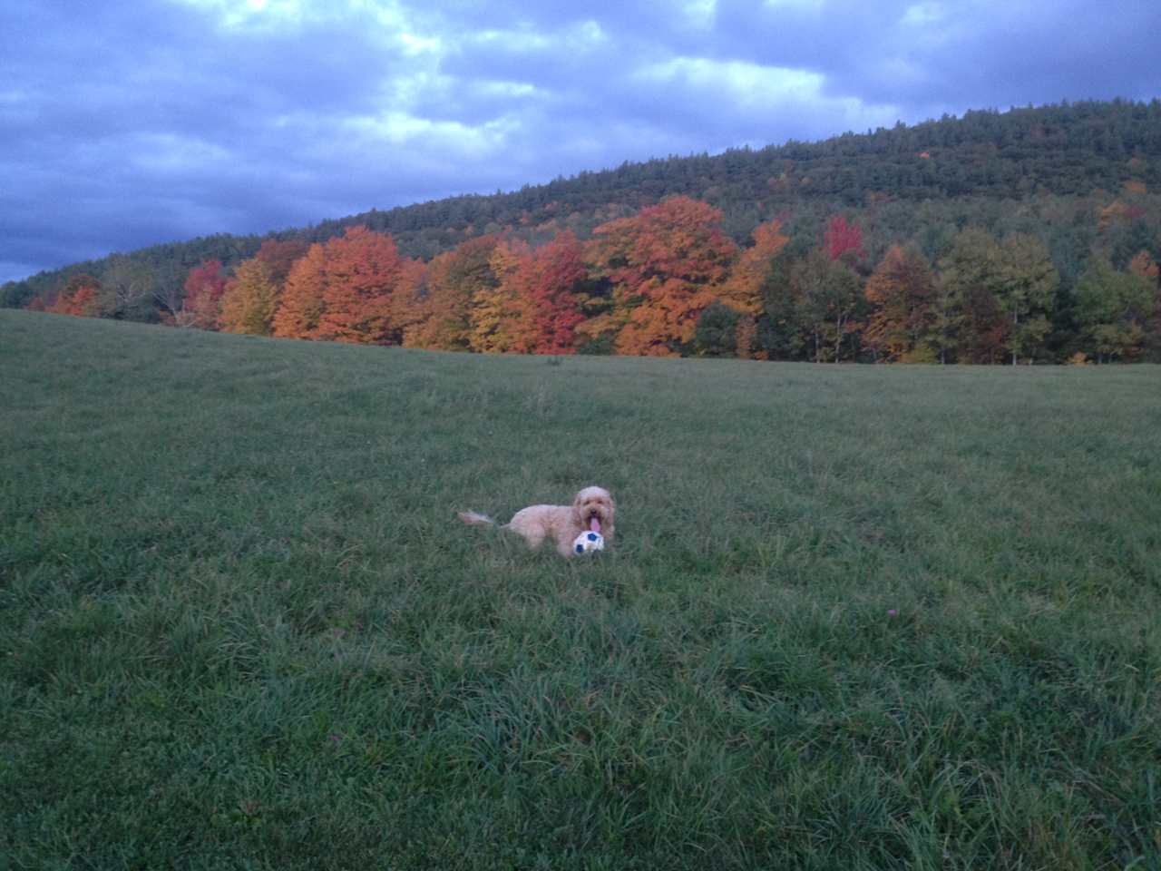 Our dog Casey Jeanne loves to play soccer.