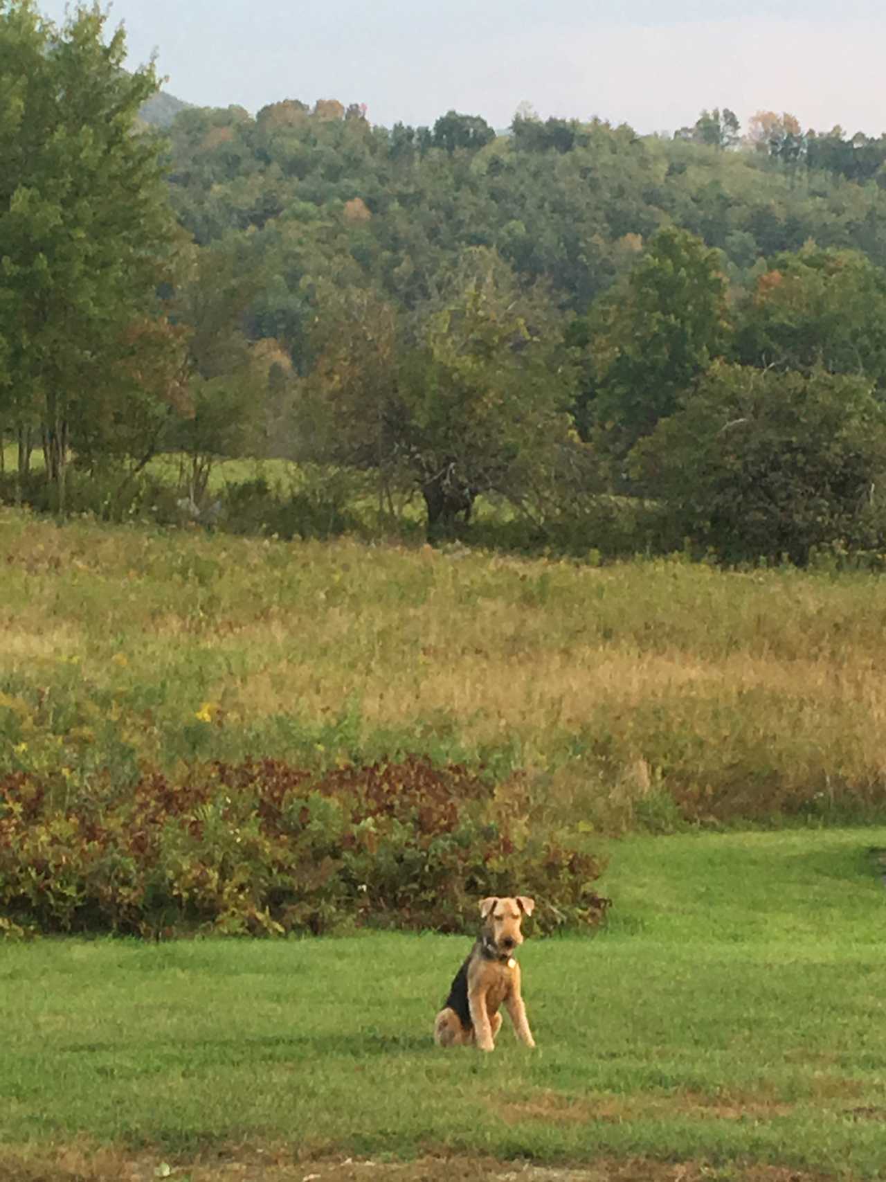 Our dog Allie, just loves the property.