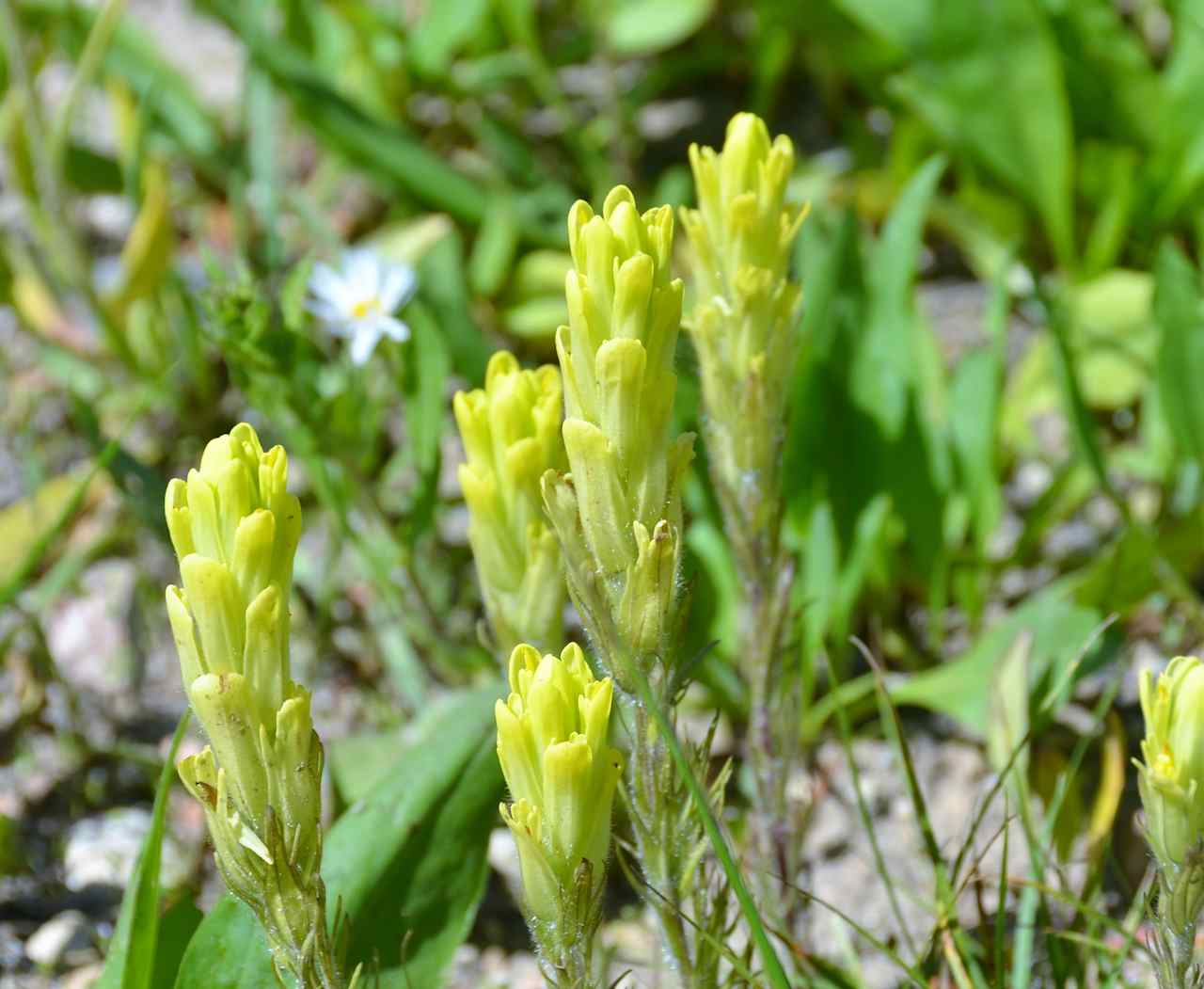 June wildflowers