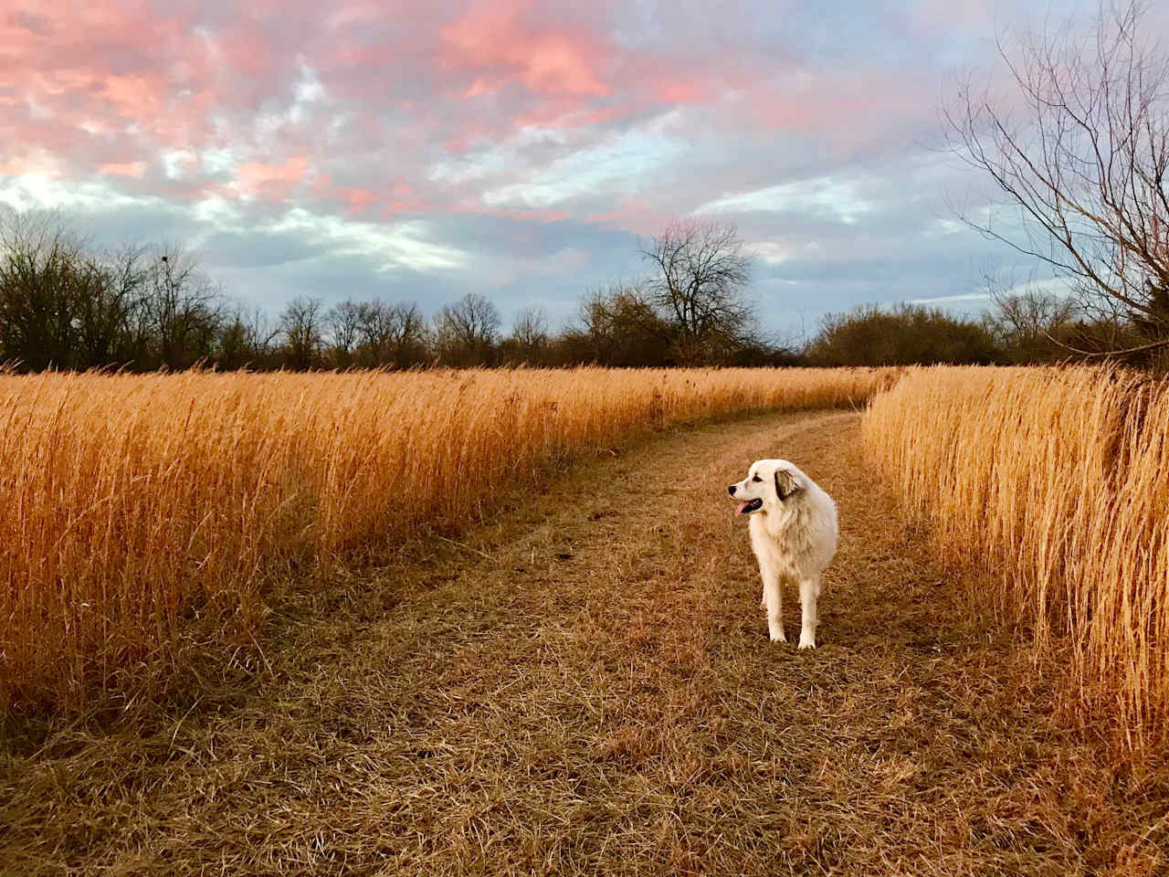 Guardian Dog sightings probable.