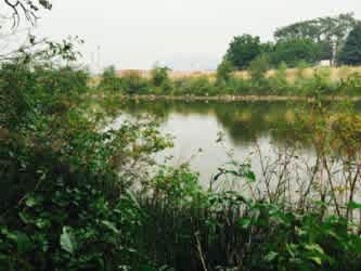 Looking off the front yard at the river