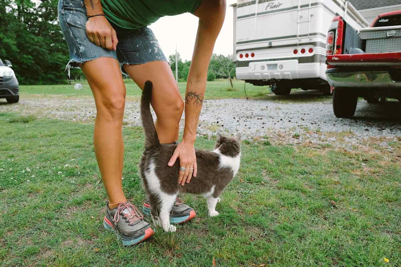 How cute is this sweet cat?! He followed us all over!