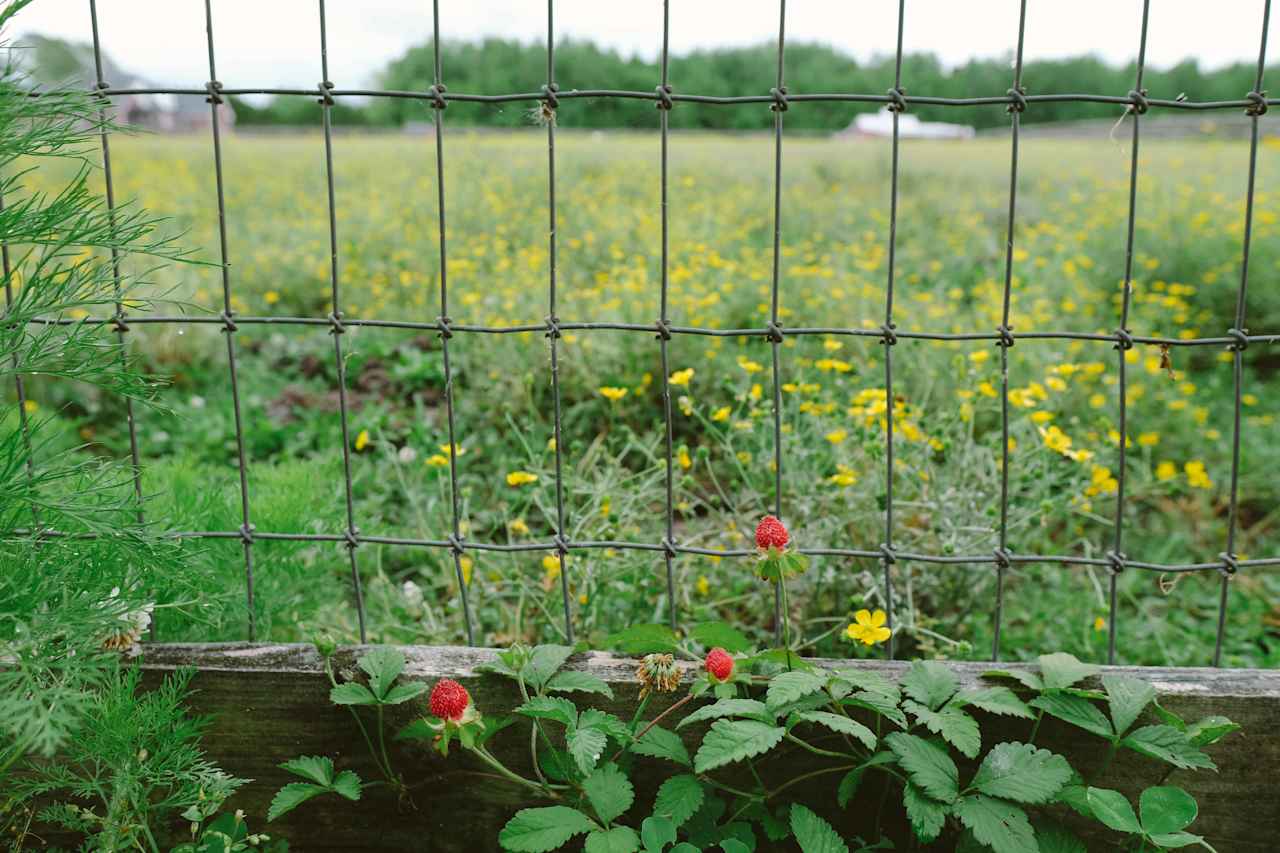 Wild strawberries!