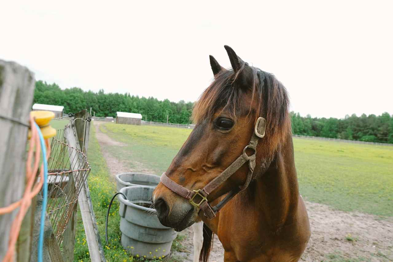 This horse's name is Diego!