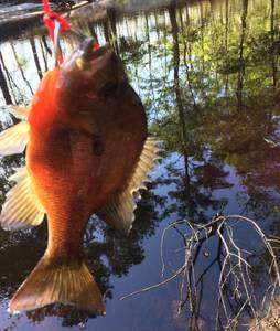 Canoochee River Rentals