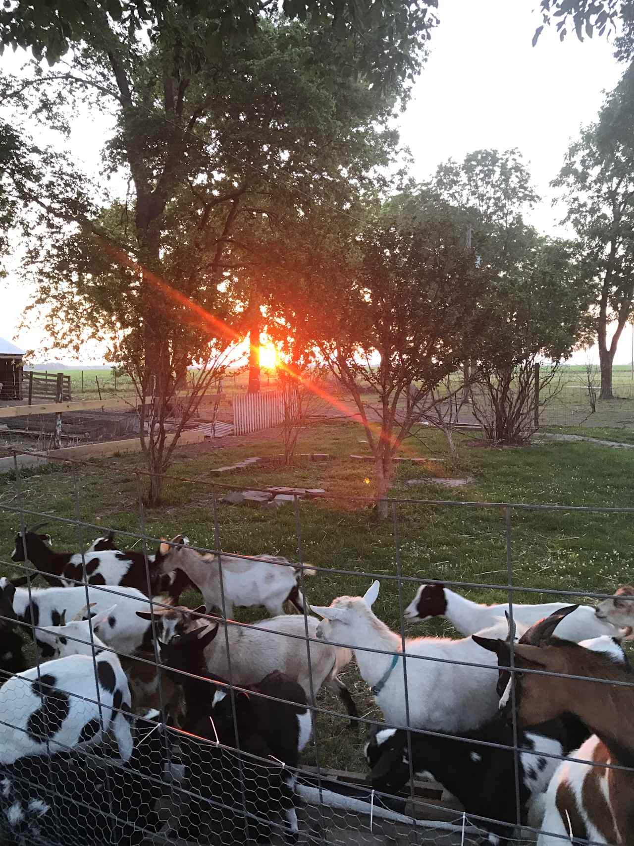 The Farm Girl and Friends