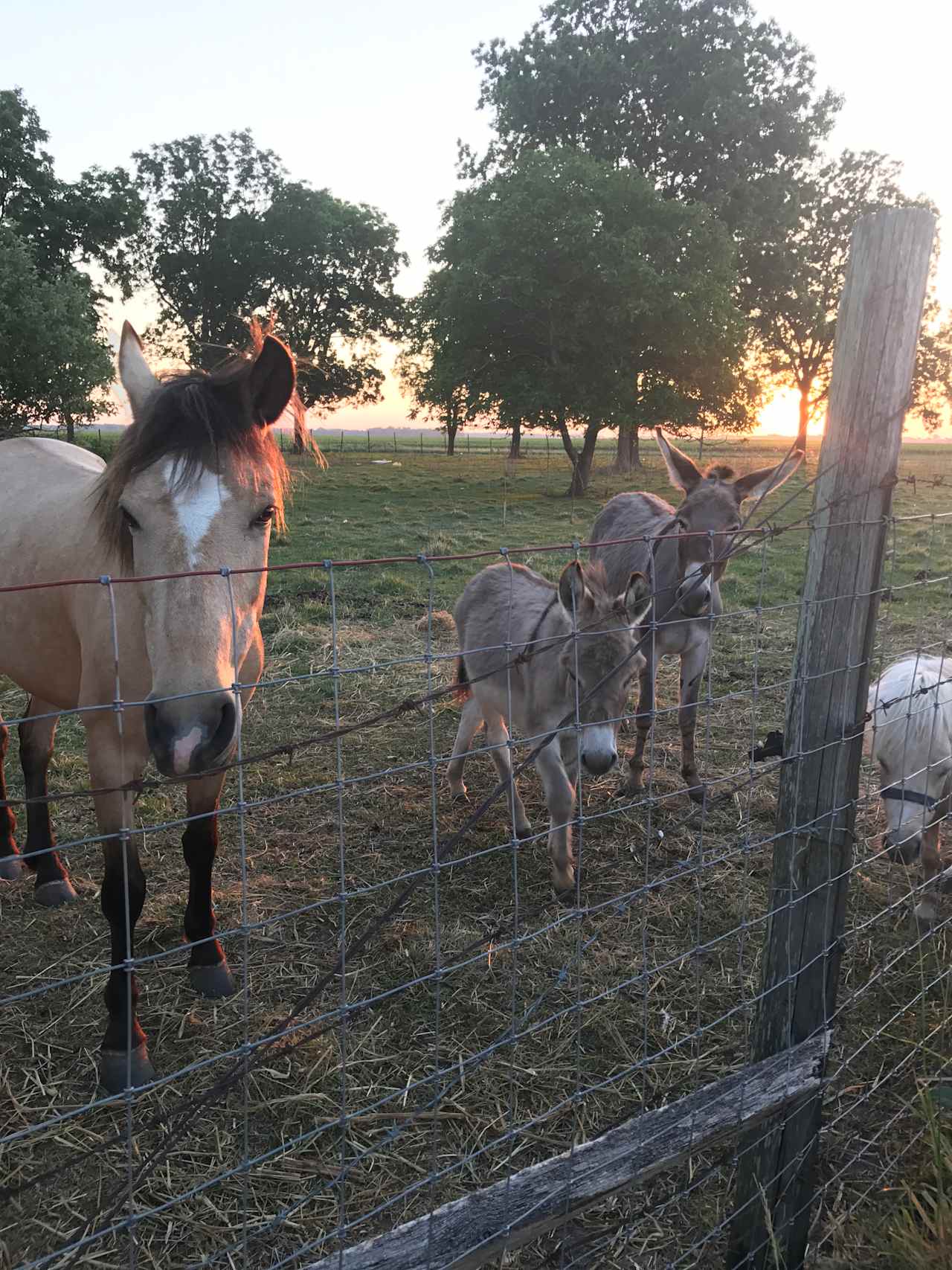 The Farm Girl and Friends