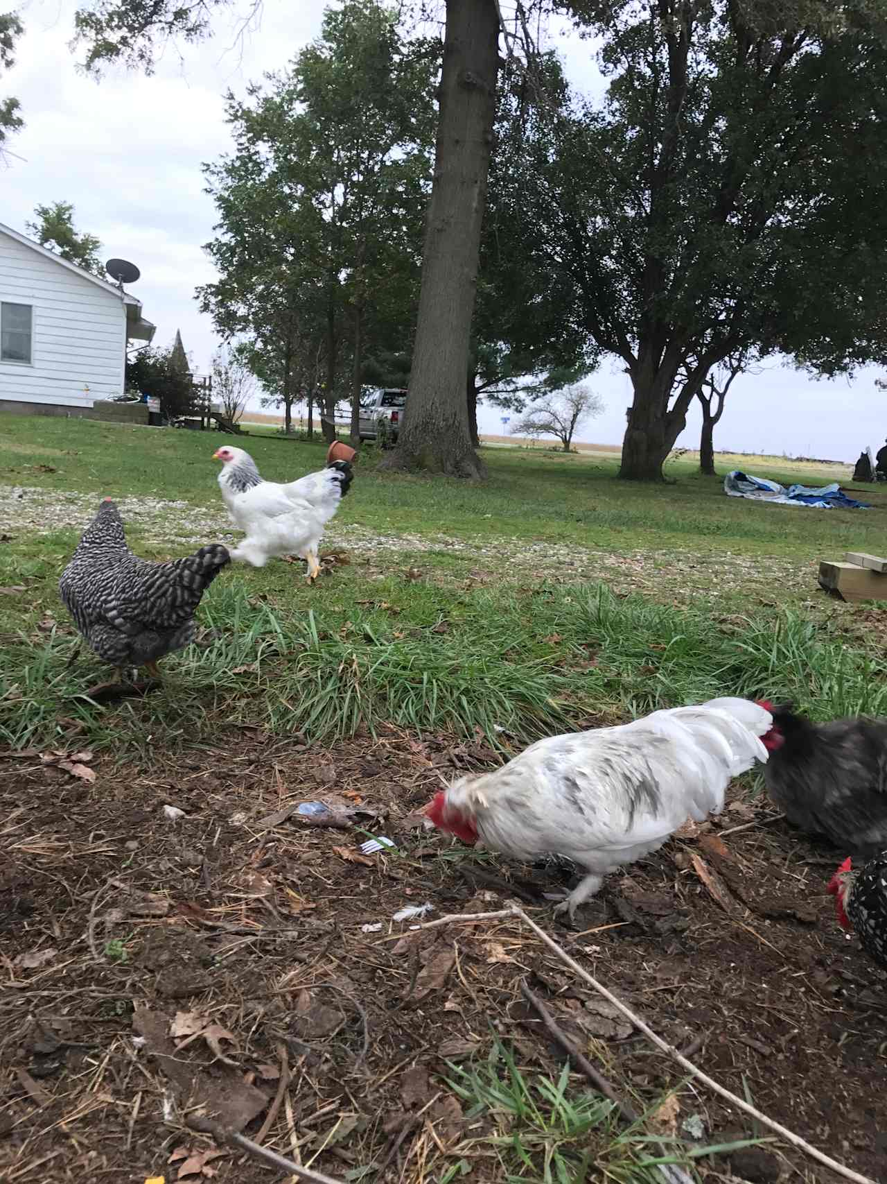 The Farm Girl and Friends