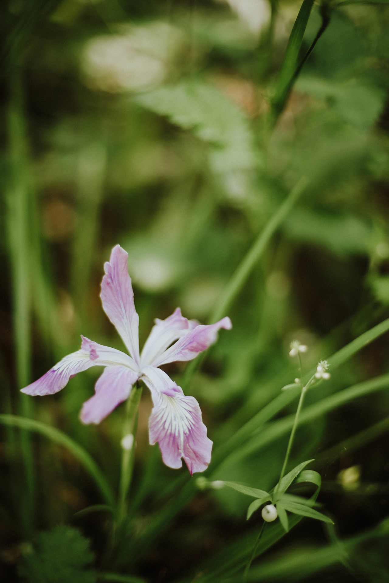 The property is covered with wildflowers