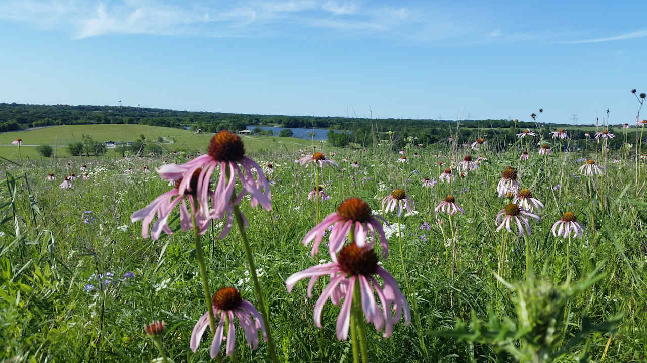 The Indigo Hills Prairie & Wildflow