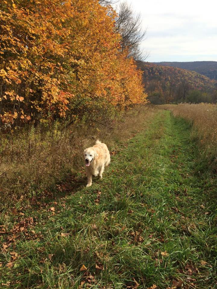 Another up hill field run