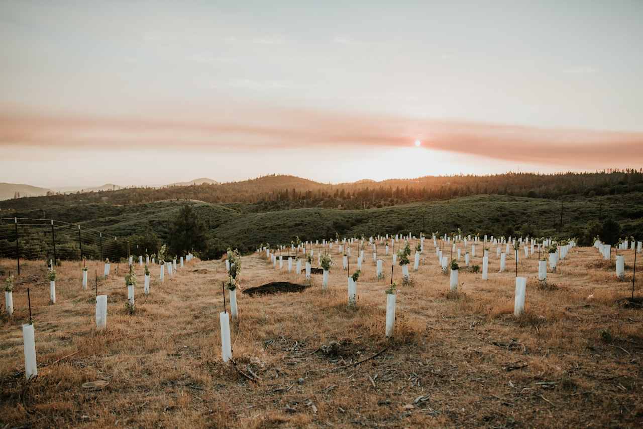 Vineyard views