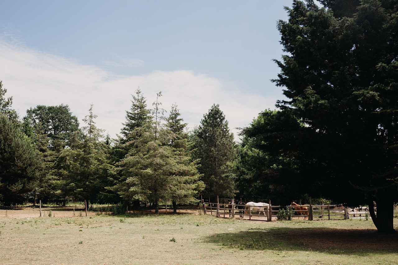 View of horses through the pasture.