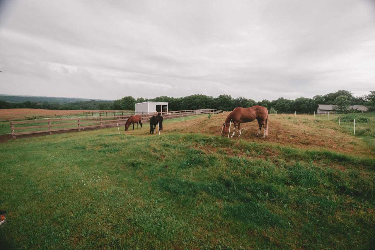 Horse pin in the host's backyard