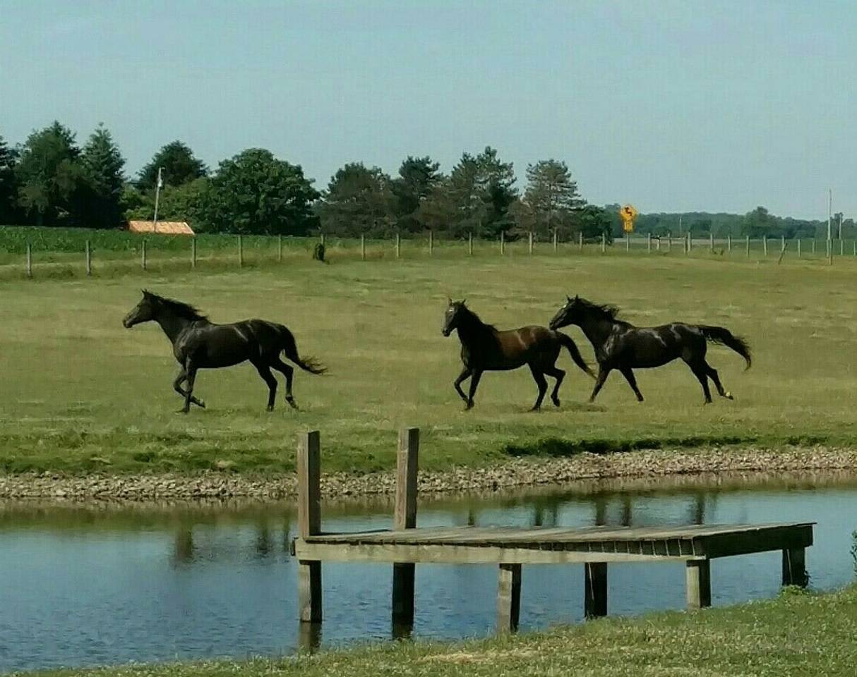 We usually have around 20 horses at a time. Unfortunately, no riding, most of these horses are here due to health or behavioral issues we are working on.