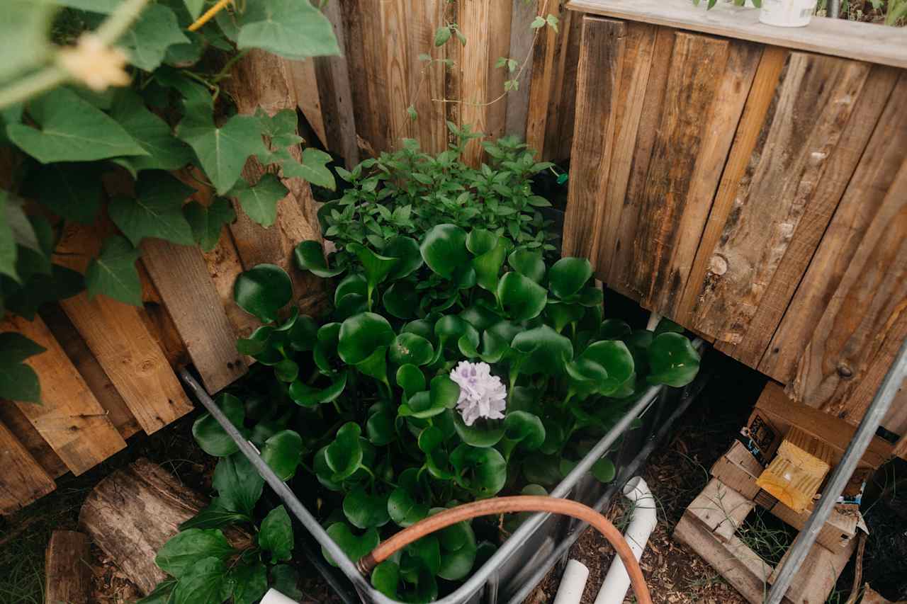 A look at the hydroponic system!