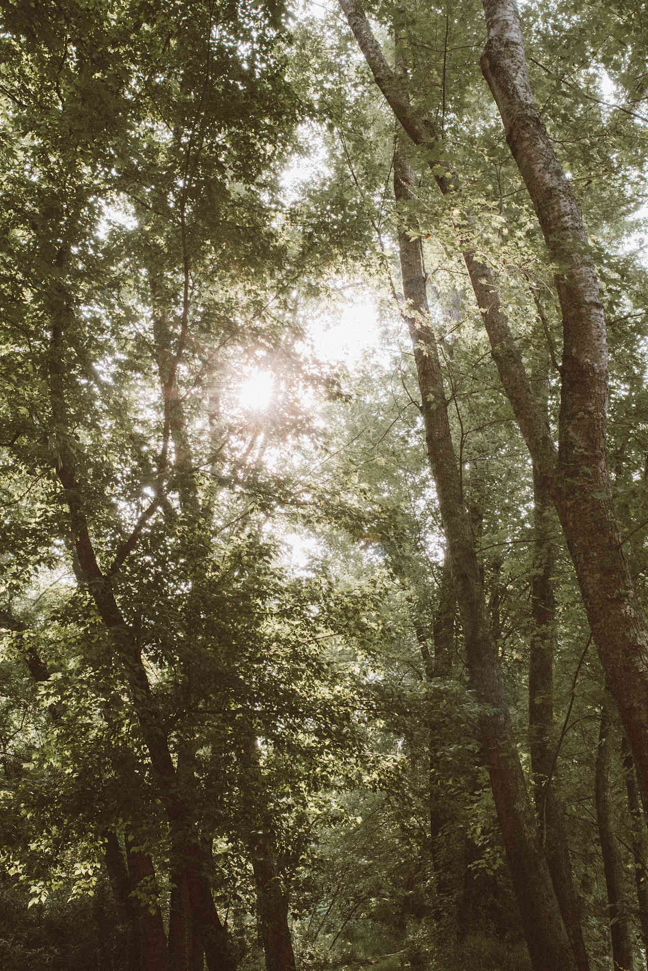 Sun doesn't come clearly through the trees til about 10:00am, so the mornings at camp are nice and cool, even in July.