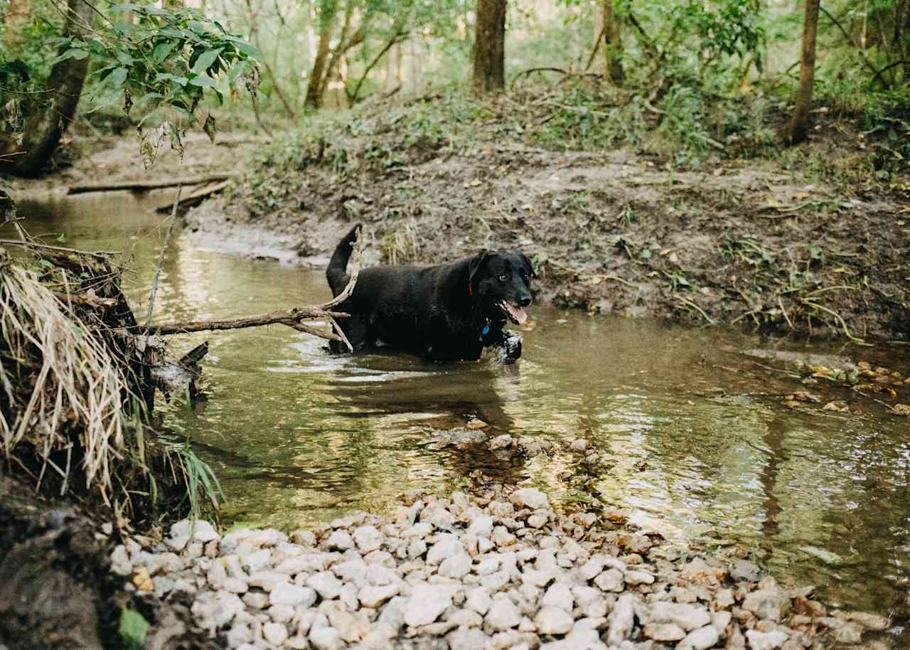 and taking a dip in one of the creeks