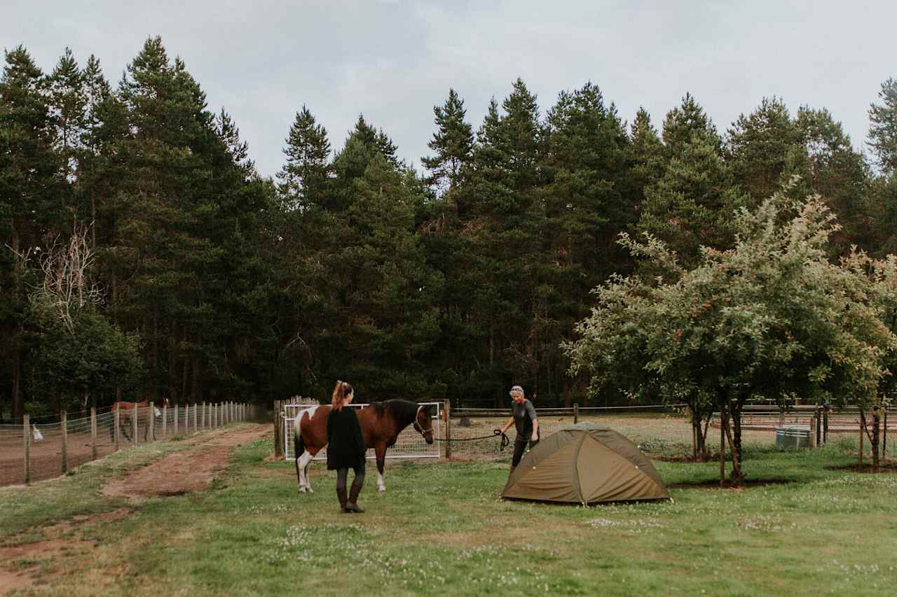 Healing Hearts Ranch