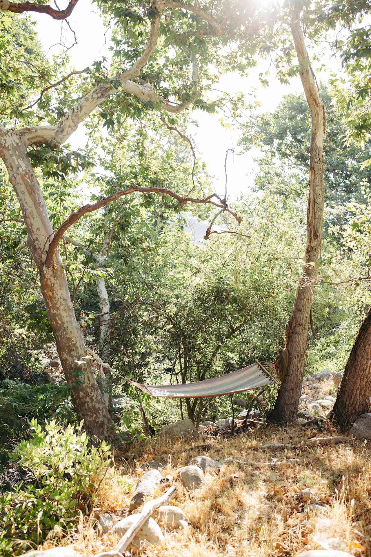 Hammock right along the liver.