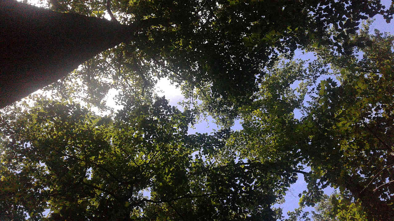 A look upward reveals that you are walking into a canopy of some enormous oak and poplar trees mixed with maples, beeches, ash and ironwoods.