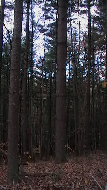 Our pine grove