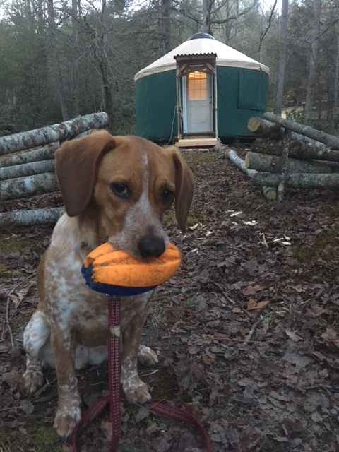 Well behaved pups are always welcome! #yurtdog 