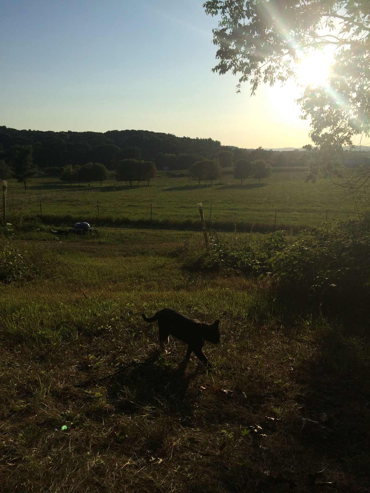 gregarious farm kitty (the view from a wonderfully comfy tree swing)