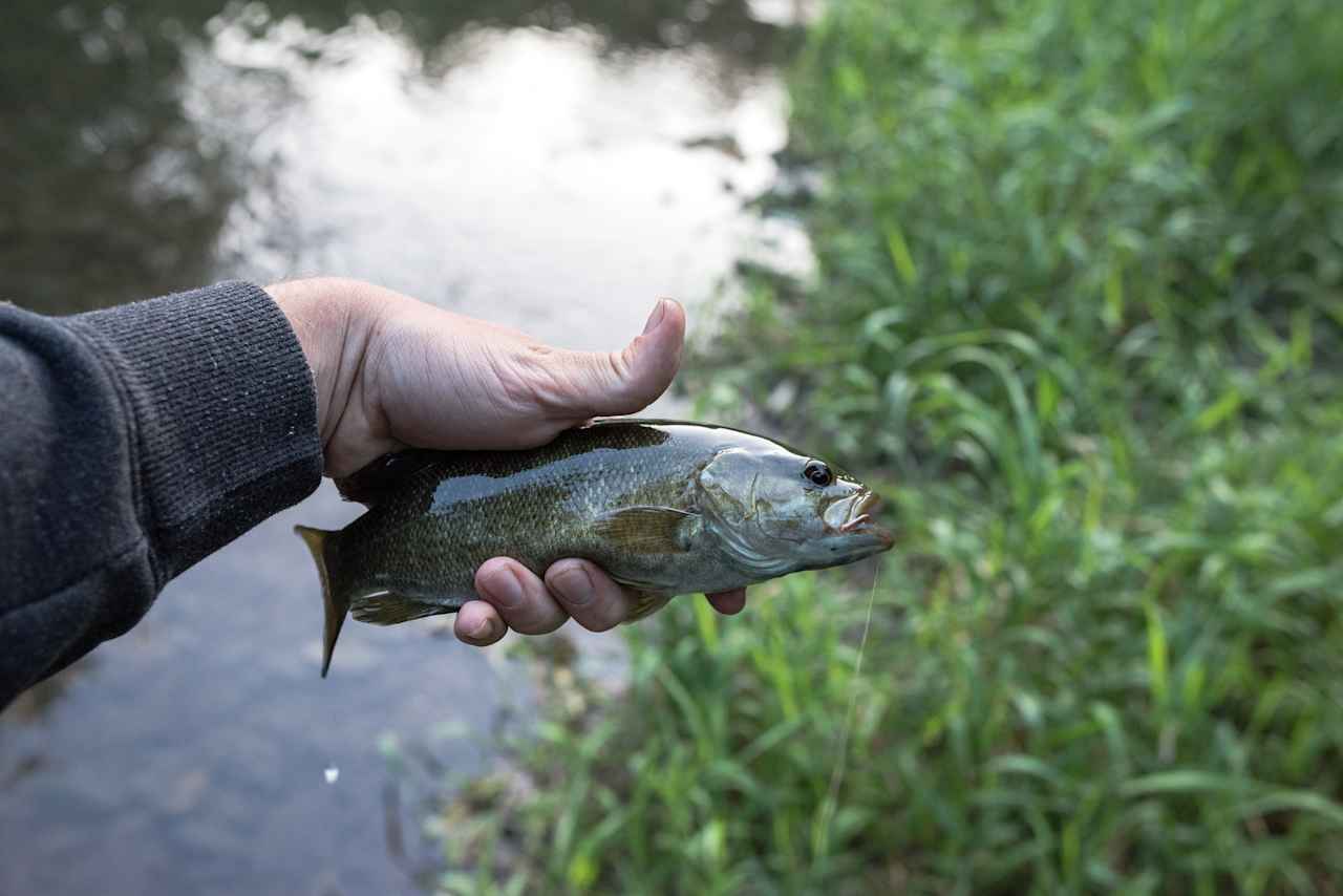 Caught two of these with jigs and worms. 