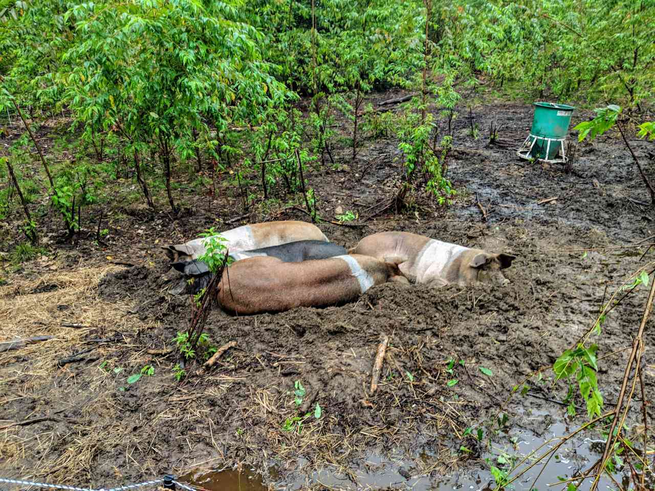 Crooked Creek Hollow Farm