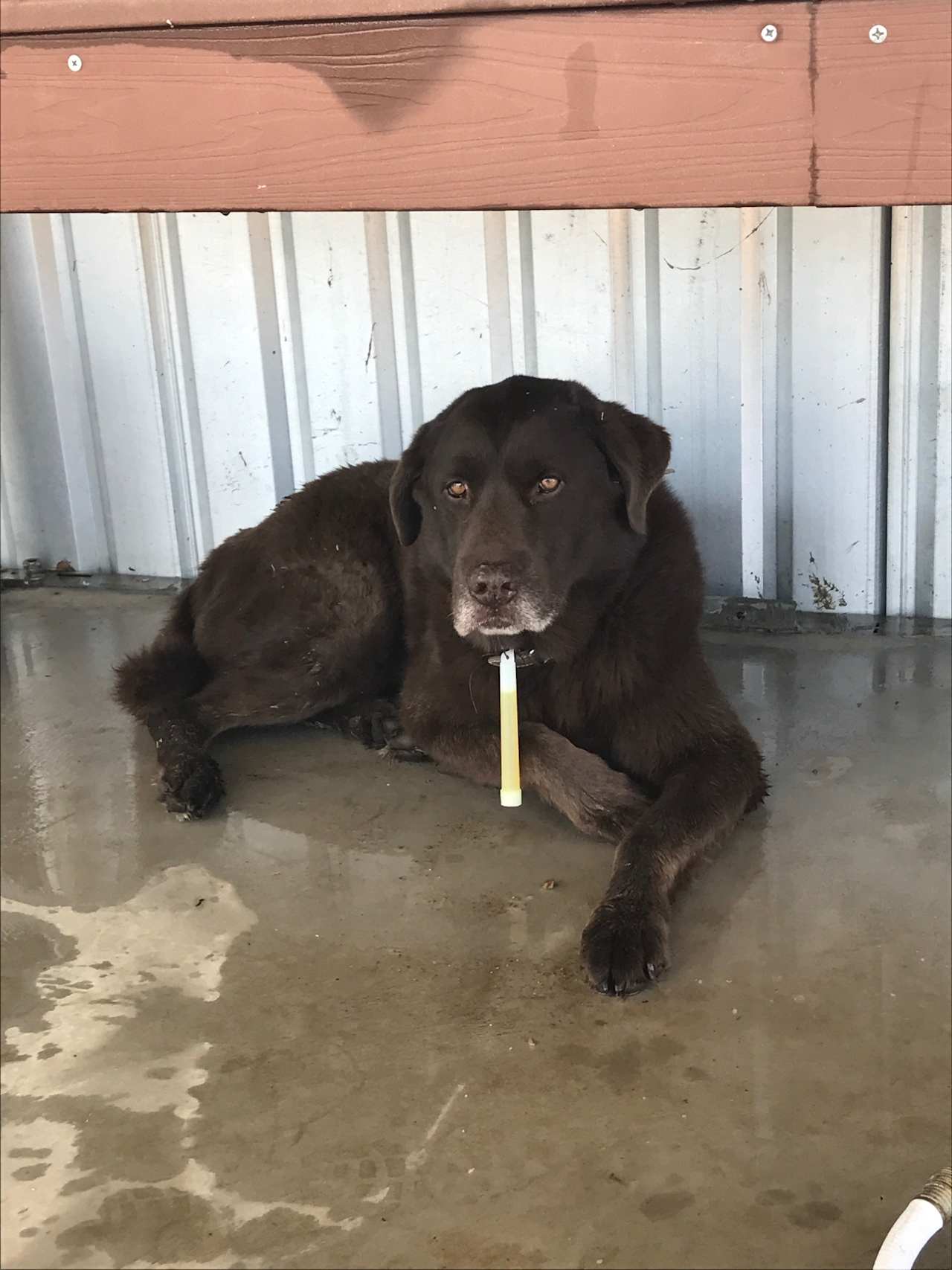 Koko really loved the shade under the sink lol