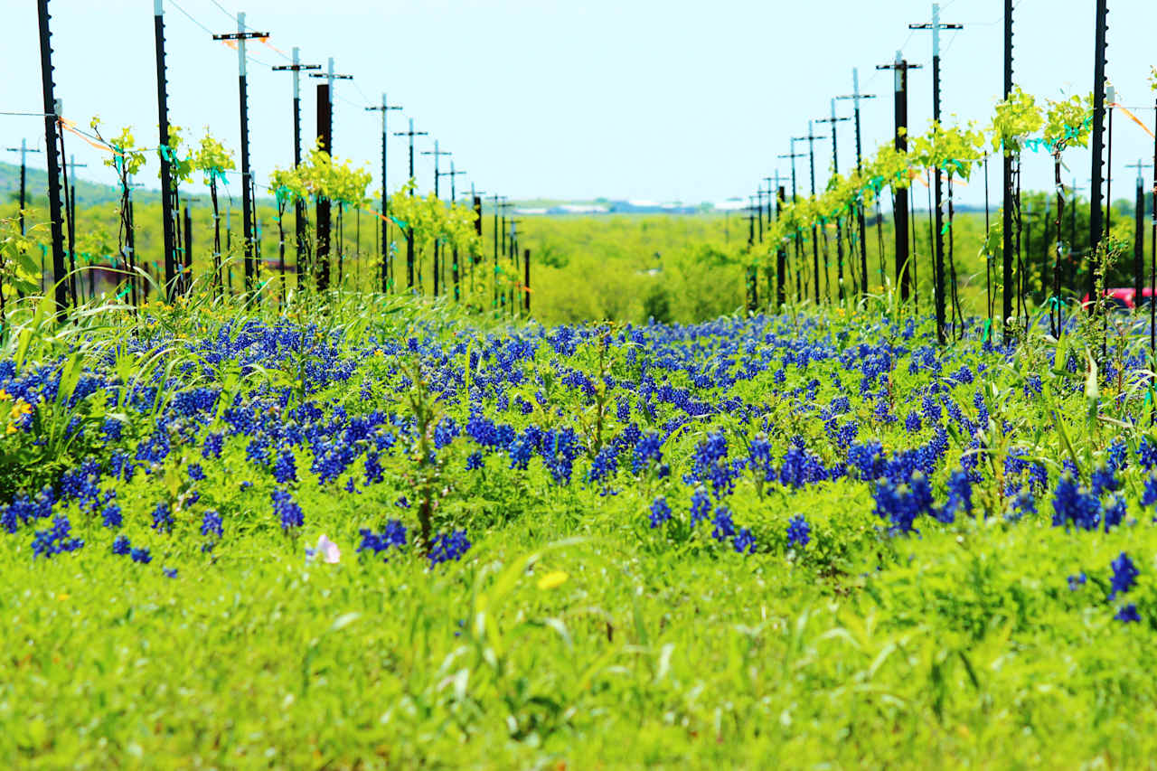 Take a walk and enjoy the sights and smells of our Vineyard.