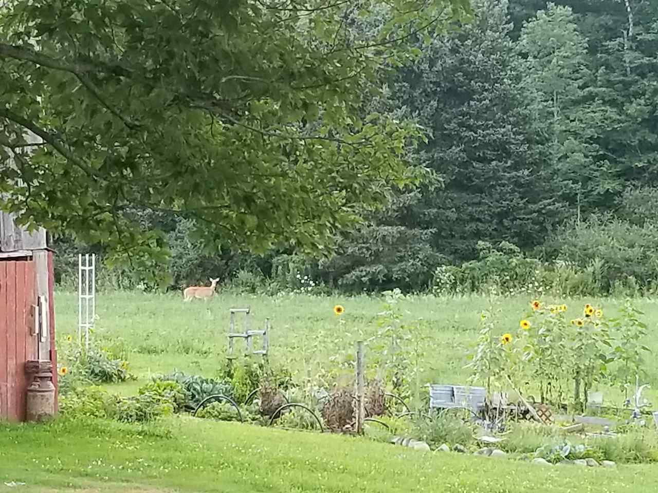 Countryside serenity!  Our neighbors blueberry and hobby farm.