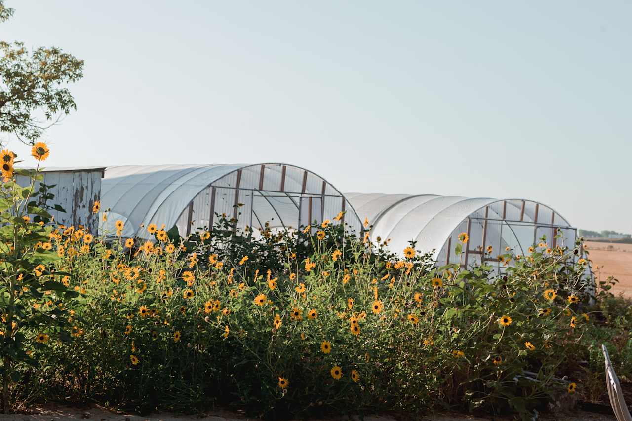 Red Daisy Farm