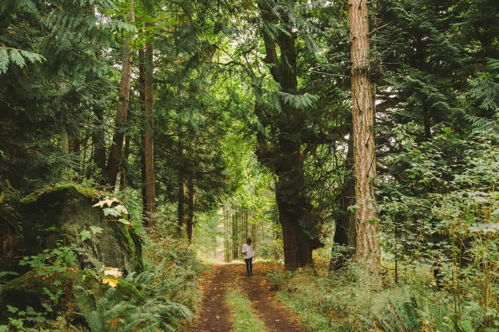 Lots of opportunity to just BE with the forest here at the Refuge.