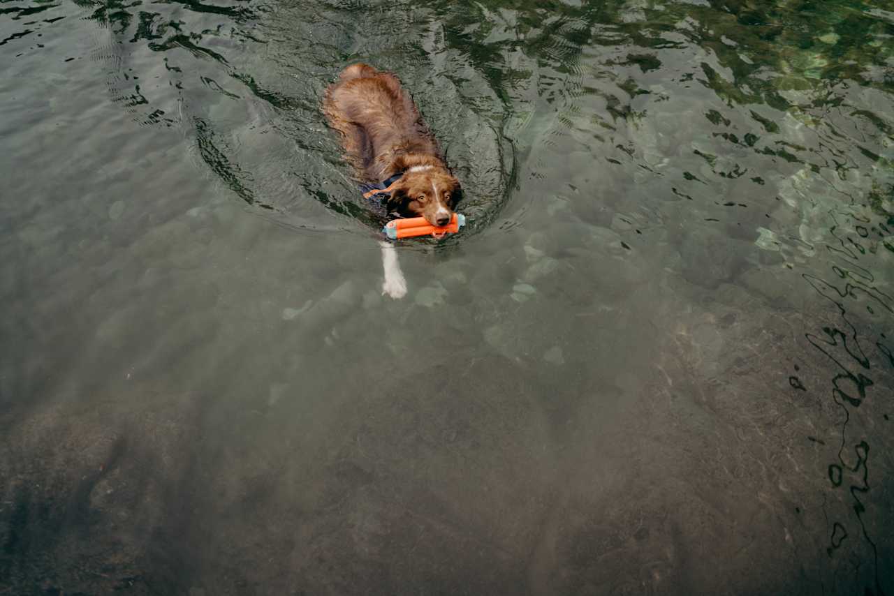 I couldn't keep him out of the water. 