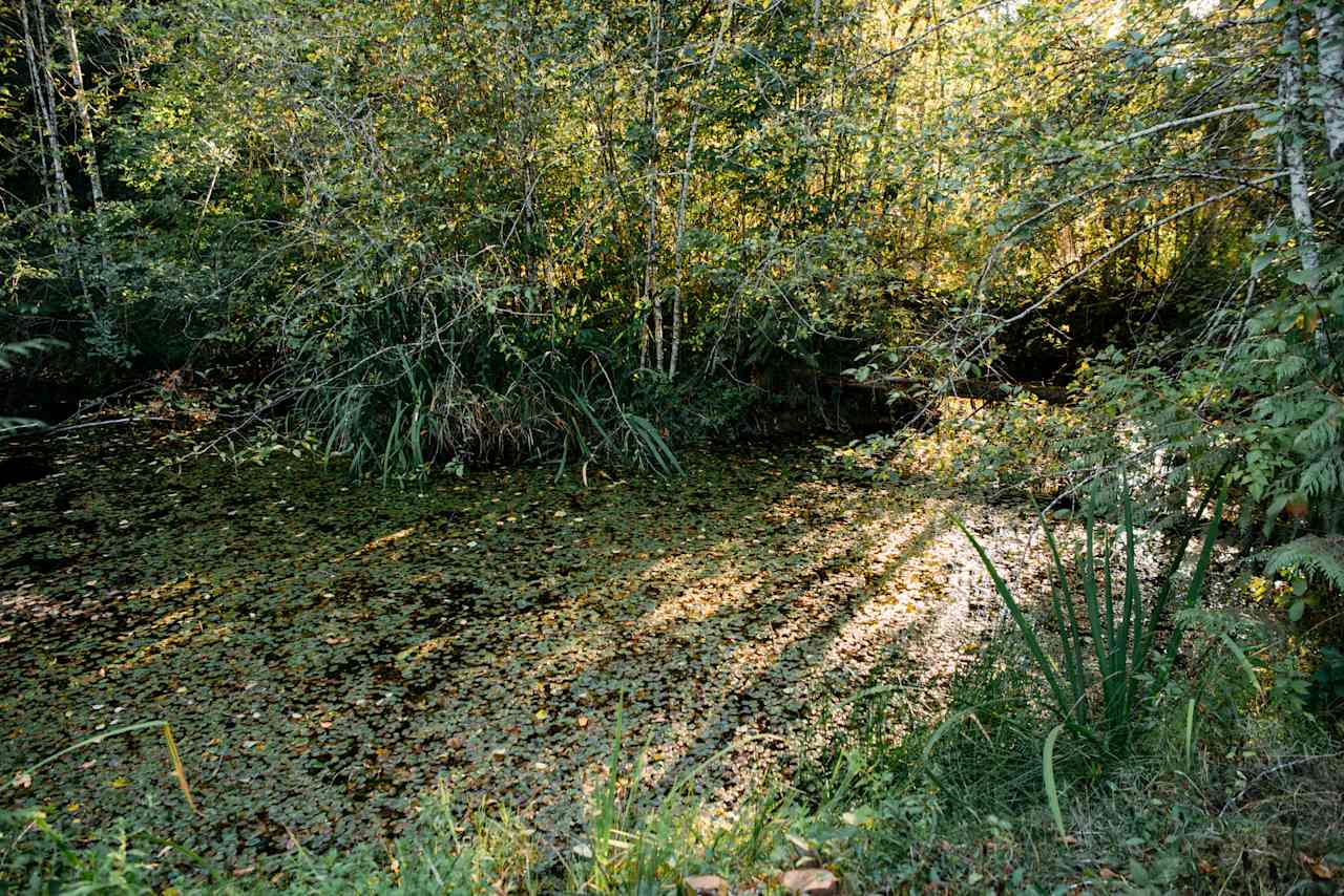 The pond (I had a short Monet moment) that our sleeping area overlooked.