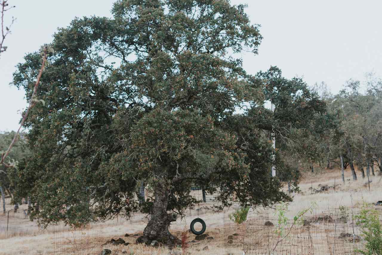 Golden Rocks Permaculture Farm