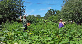 Star and Jack in the summer garden with squash