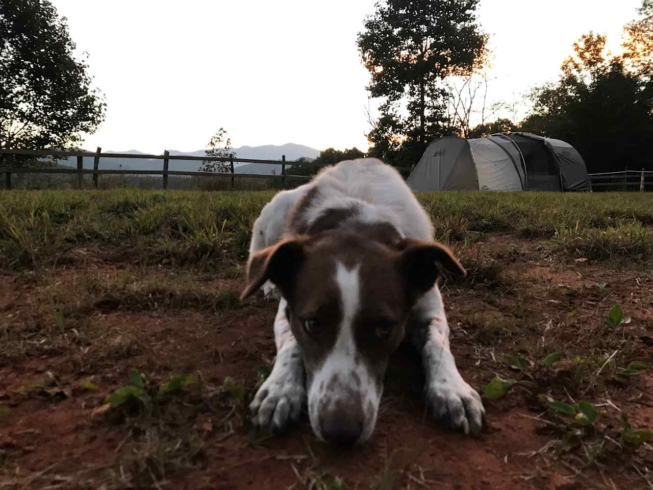 Blue Ridge Horse Adventures