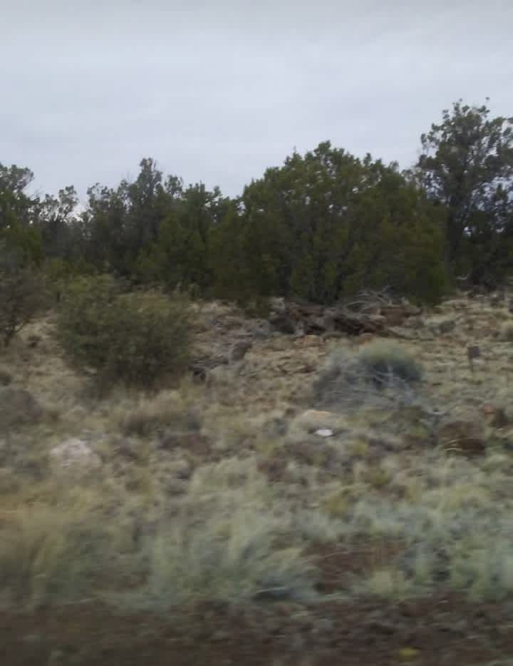 Lots of juniper trees.